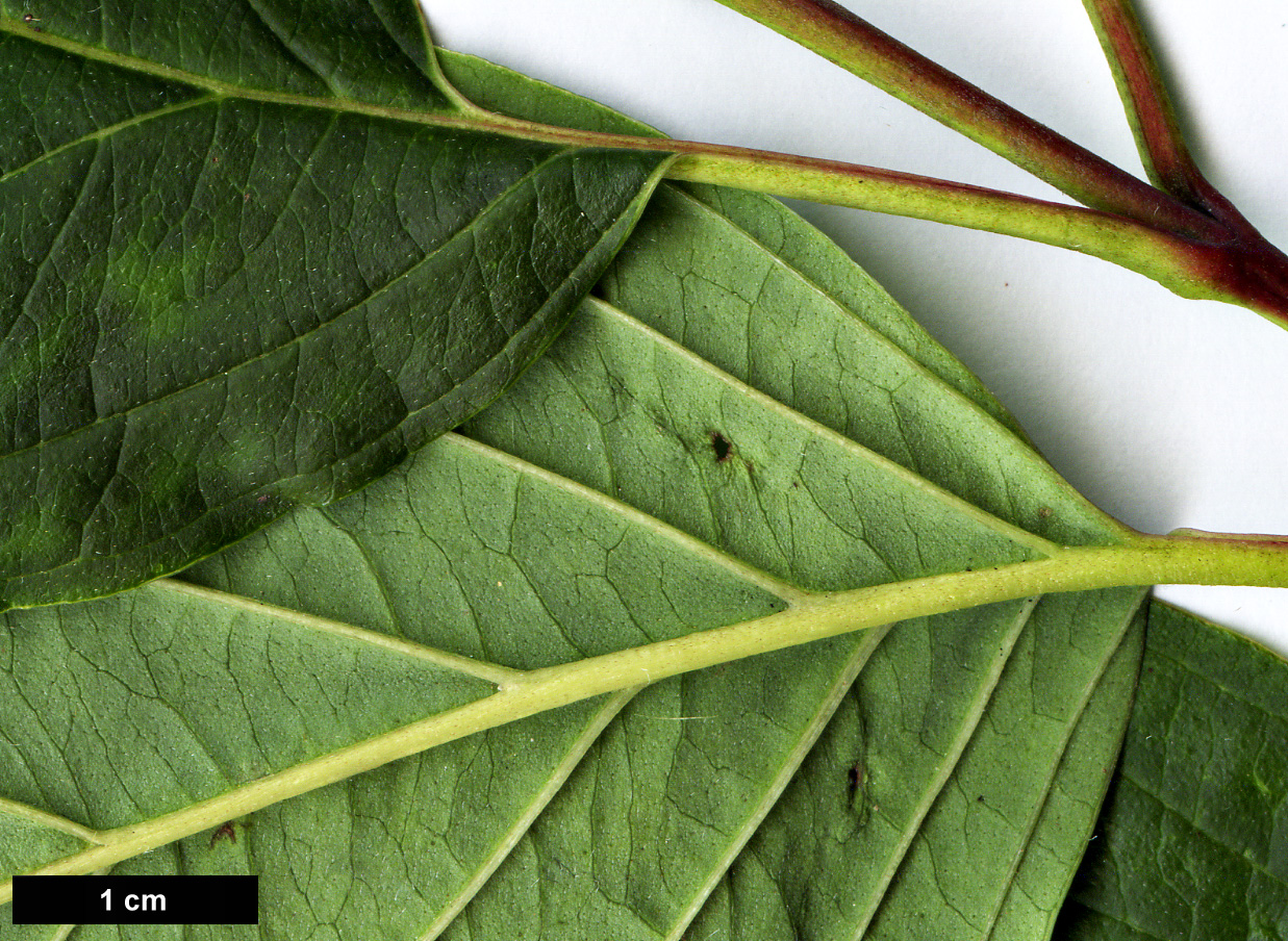 High resolution image: Family: Cornaceae - Genus: Cornus - Taxon: ×horseyi (C.amomum × C.macrophylla)